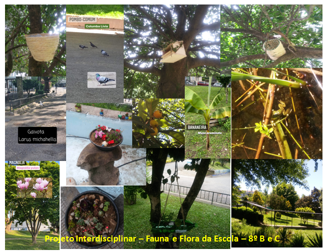Fauna e Flora da Escola